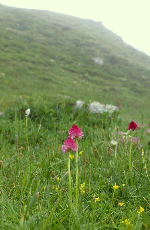 Nigritella cenisia e Nigritella rhellicani  Savoia francese   luglio 2023.